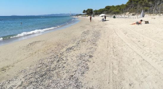 Carbonifera beach